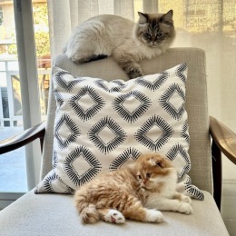 Our community welcomes furry friends with open paws. 🐾
#PetsWelcome #PetFriendly #PotomacTowers #ArlingtonLiving #ArlingtonVA #ArlingtonApartments #PotomacTowersApts Instagram post from @potomactowersapts on July 21, 2024 13:49:05pm