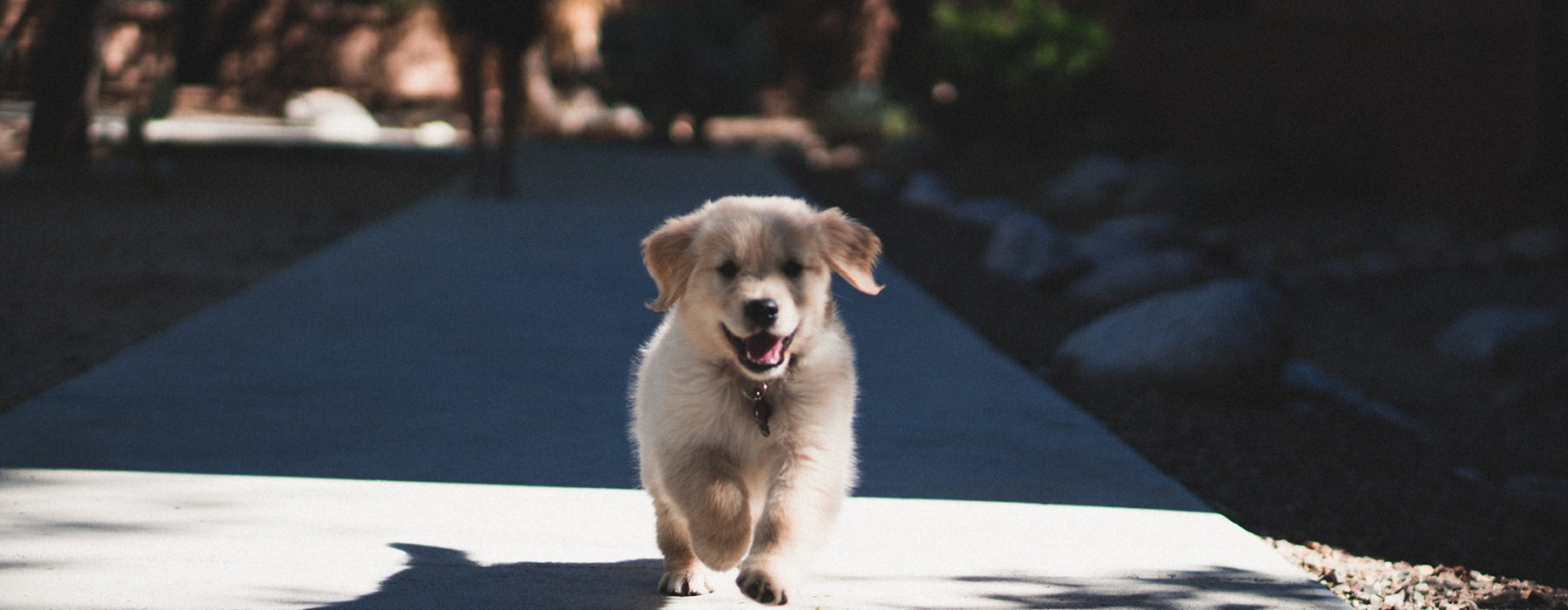 puppy running ahead of owner on a park sidewalk